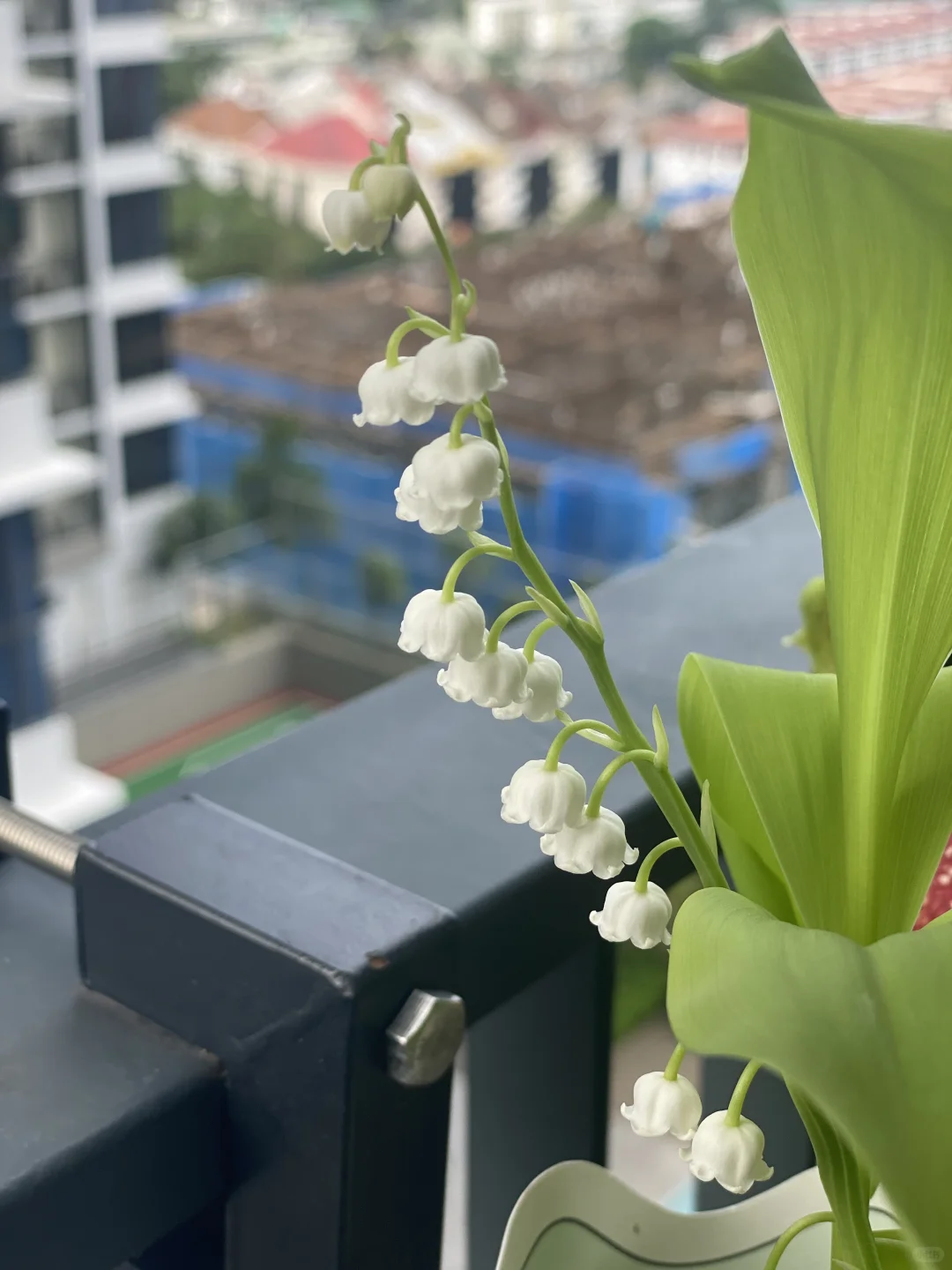 ??鈴蘭終於買到了_請教大神熱帶養護技巧