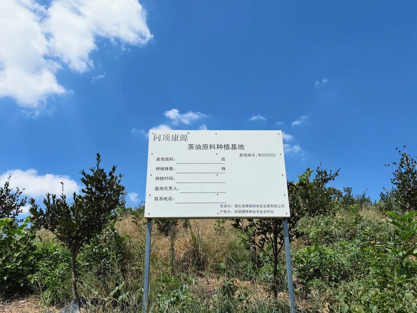 ?6000亩云雾油茶林｜问顶康源溯源之旅