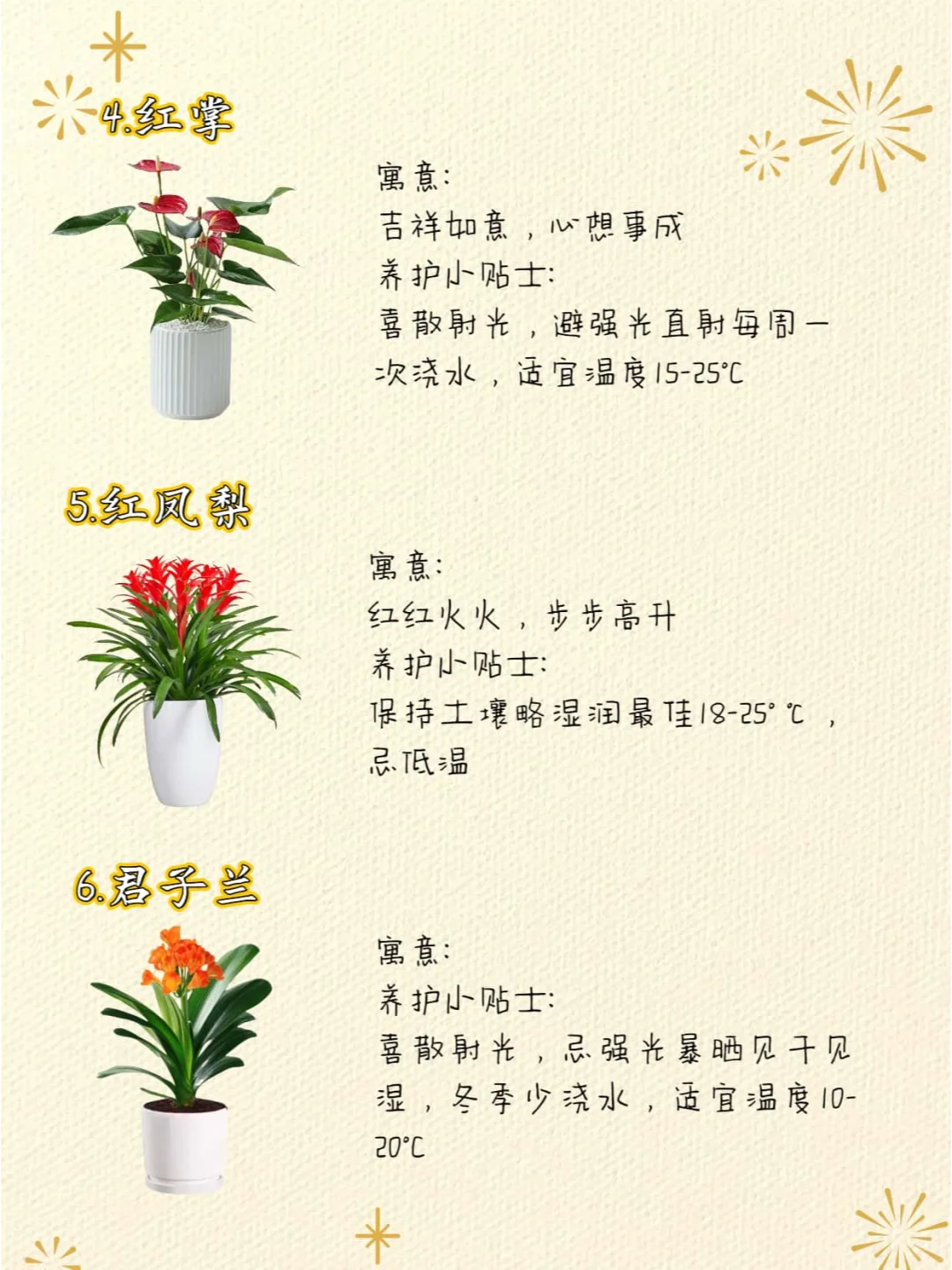 ?️12款高颜值寓意好的年宵花推荐⭕️