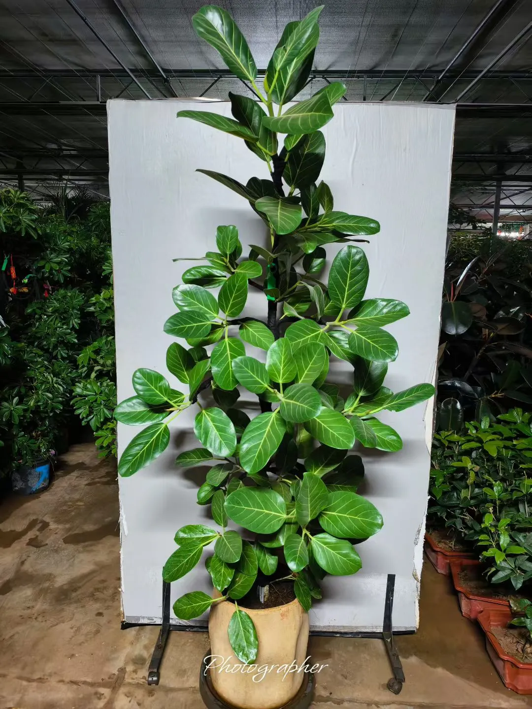 北京植物租摆_花卉租赁_绿植养护公司