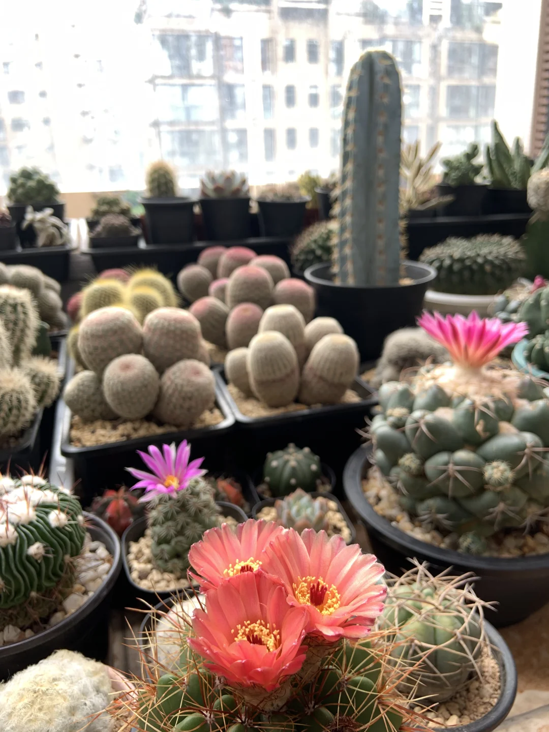 我的小阳台每天都有惊喜