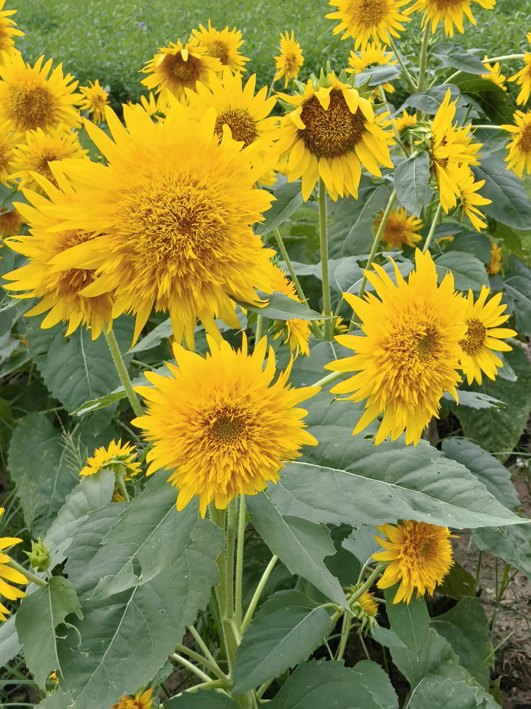 每日一花65: 向日葵