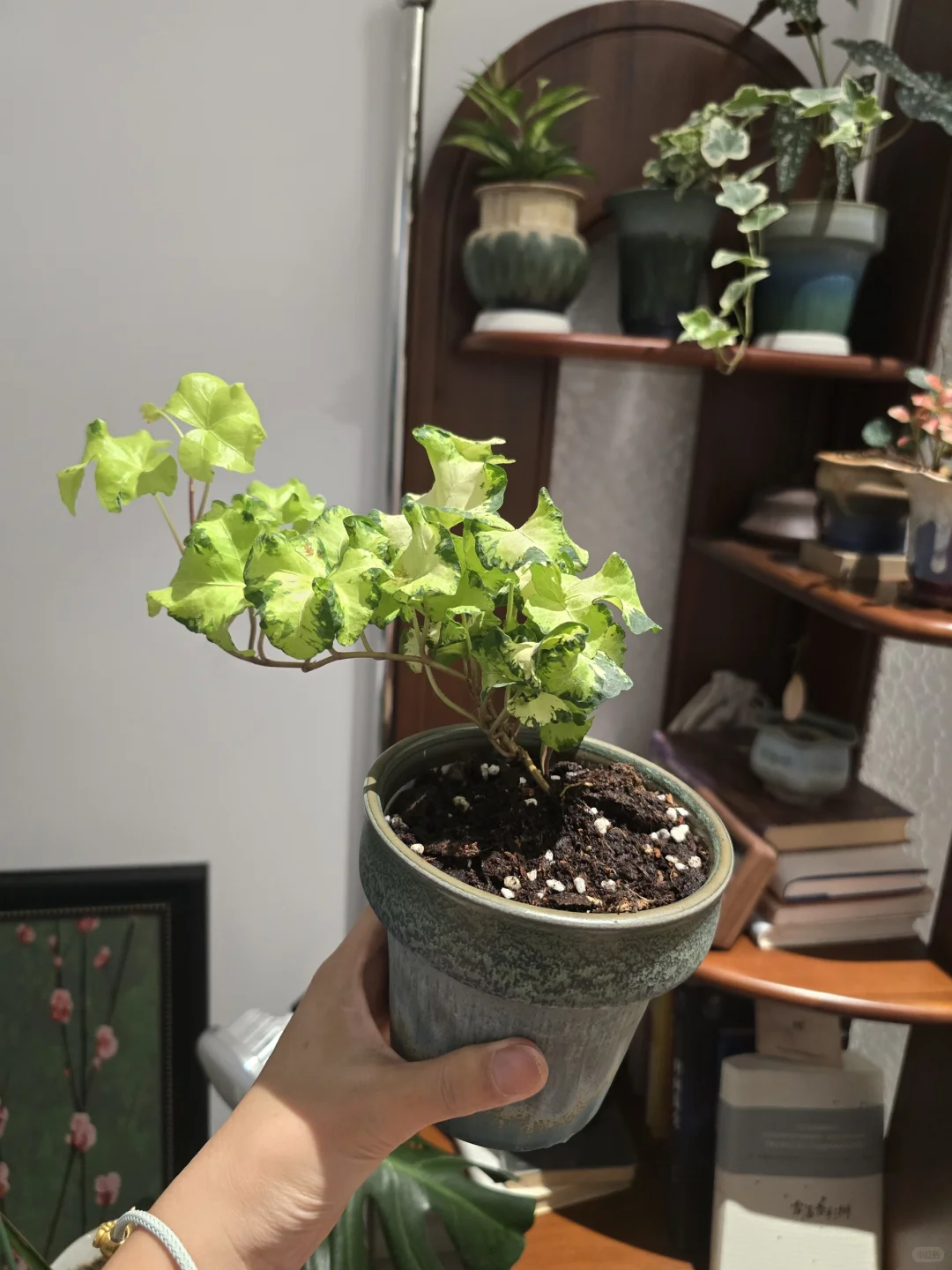 你们买花花了多少钱了