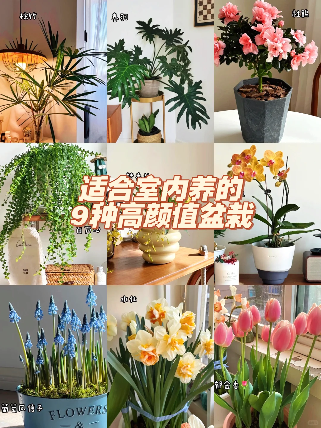 适合室内养的9种高颜值盆栽！！！
