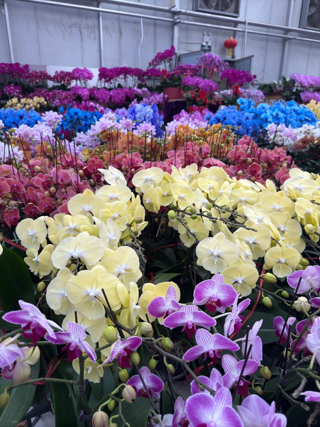 心中第一花市瞅一瞅