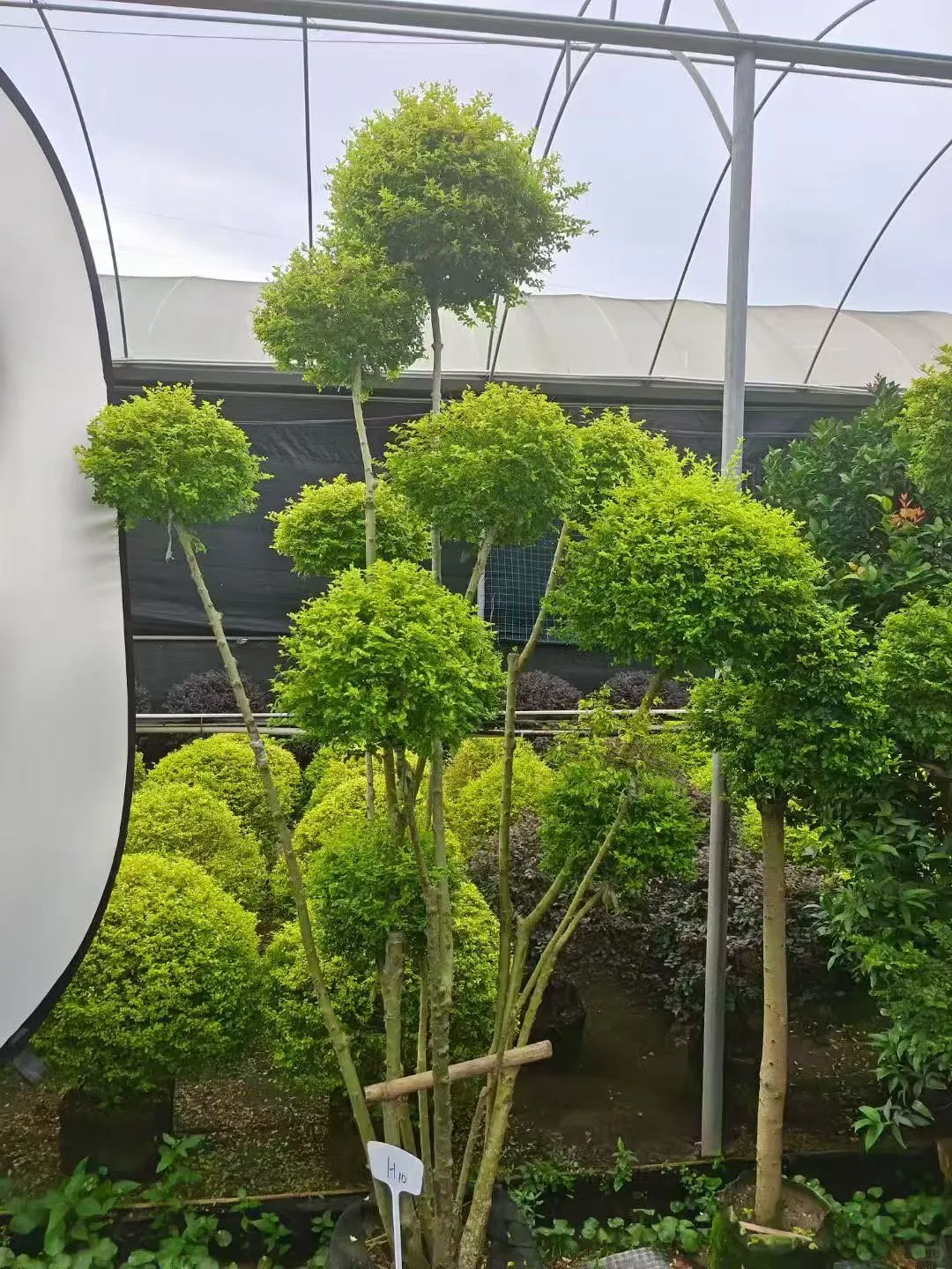 【苗木~亮叶女贞】