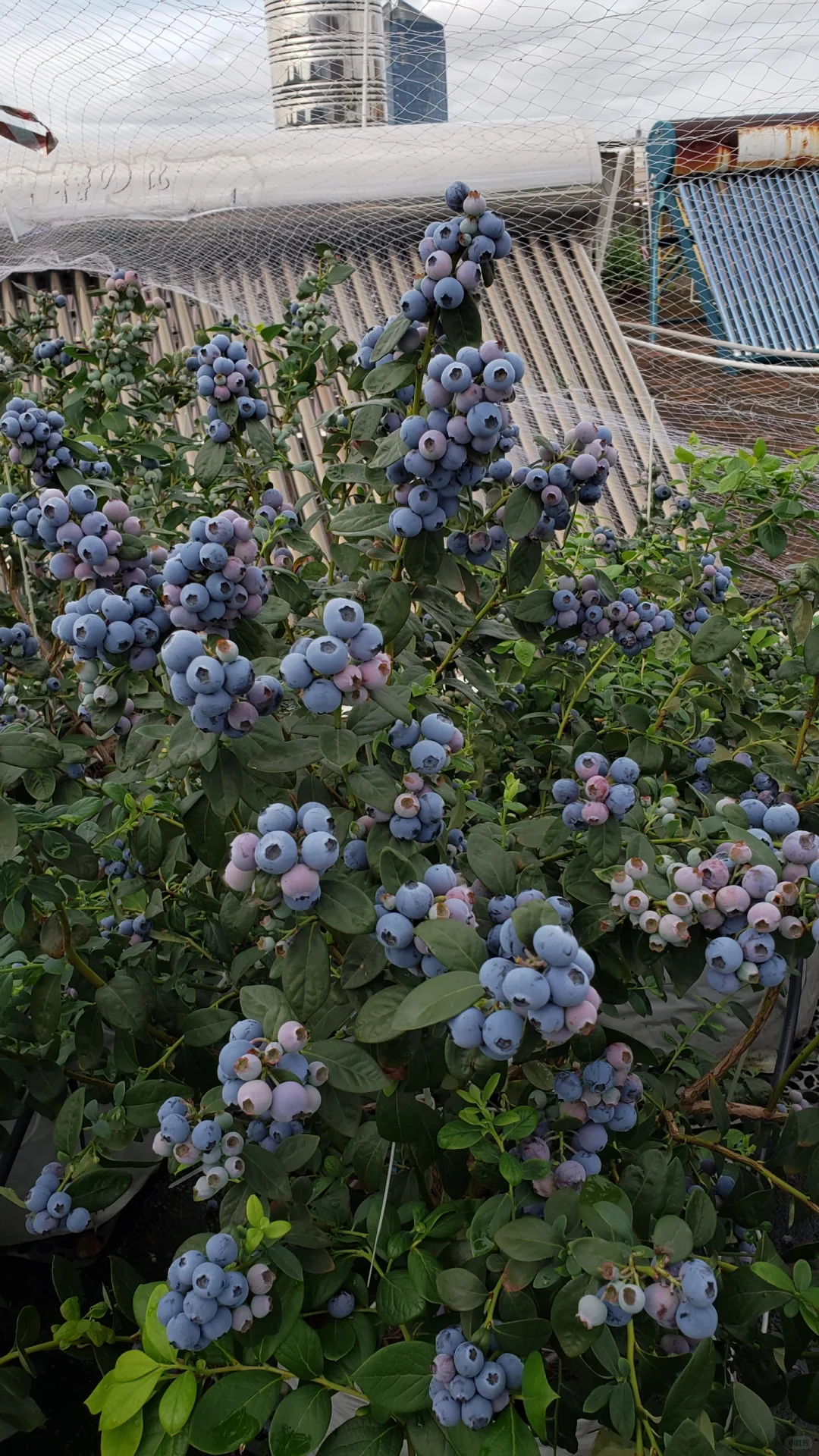 今年的蓝莓燃尽了