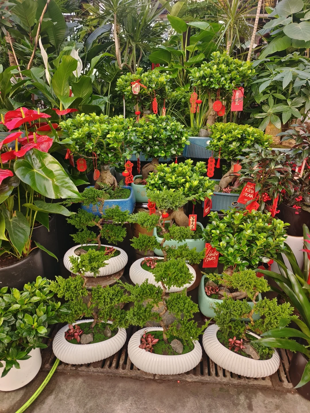 2025蛇年年宵花日常?乌鲁木齐绿植