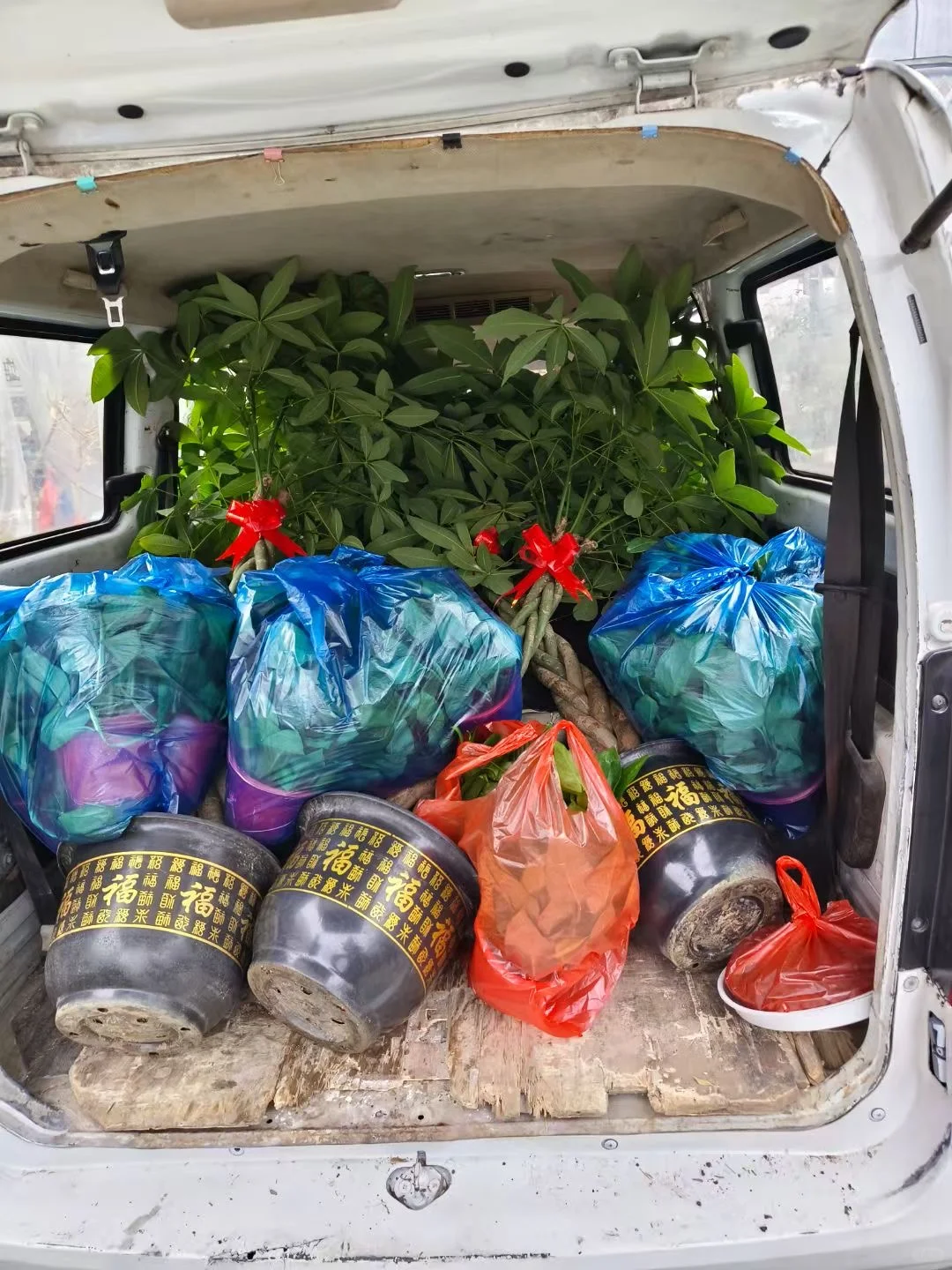 绿植批发 送货上门 可开发票