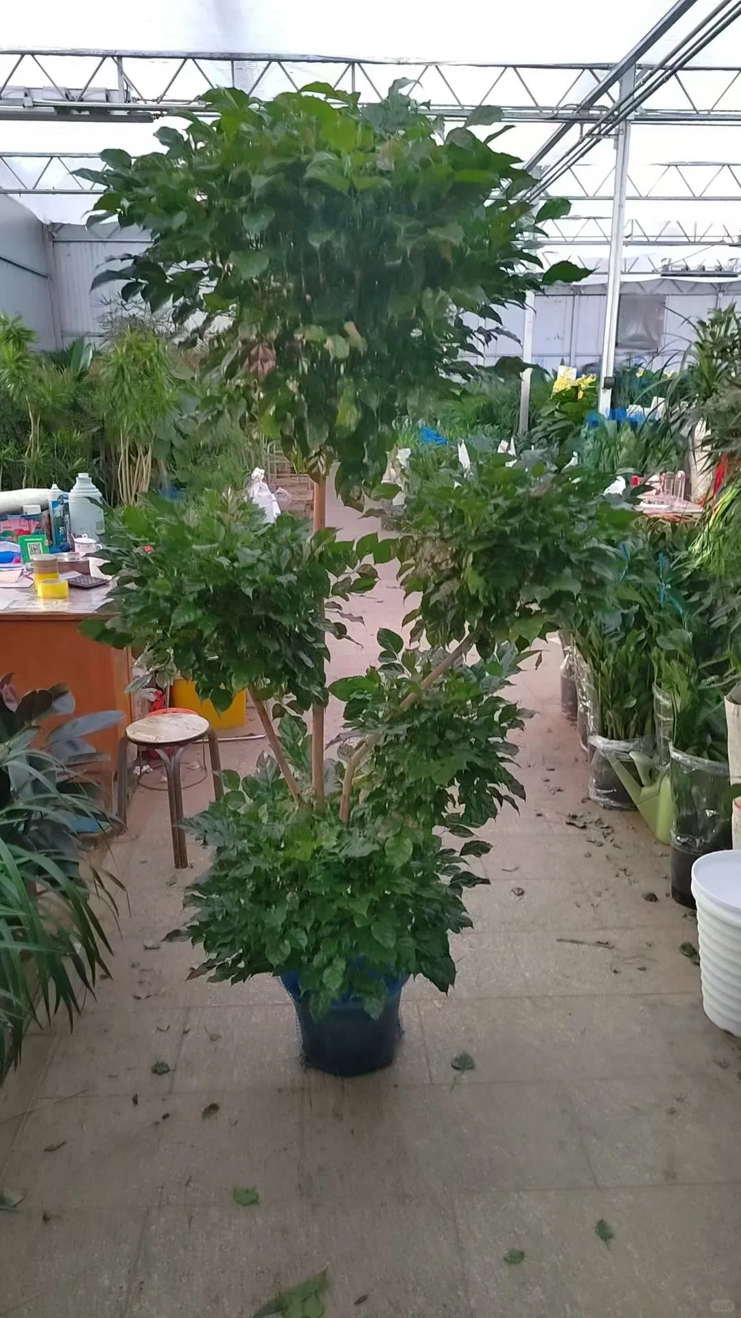 北京绿植租赁、绿植造景、年宵花、蝴蝶兰