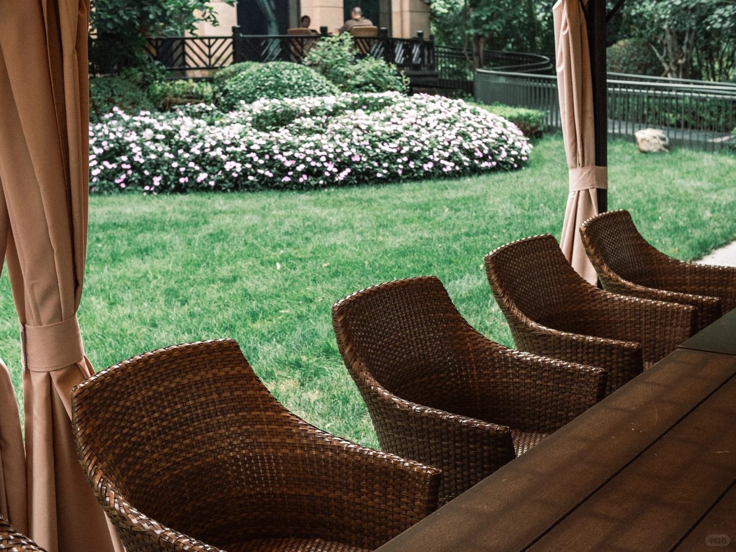 花花 | 苏丹凤仙花