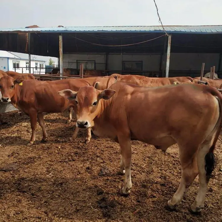 肉牛犊价格