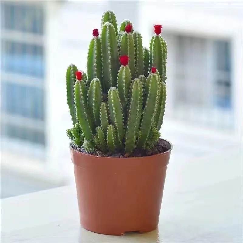 ?开花聚财山仙人掌桌面盆栽?