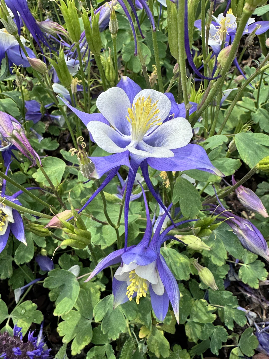 仙气飘飘的耧斗菜