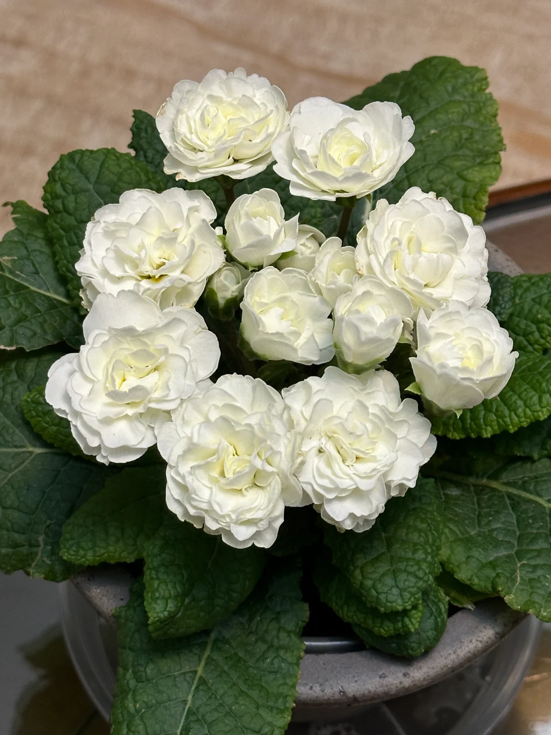 方兴长治进口Belarina重瓣报春花