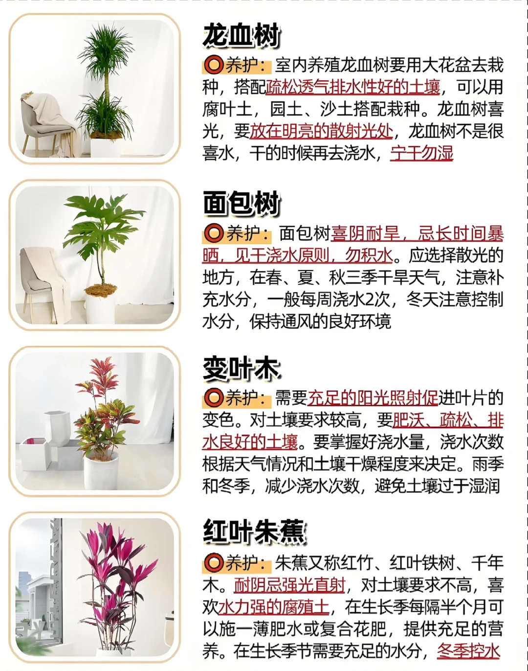 好看又好养的绿植