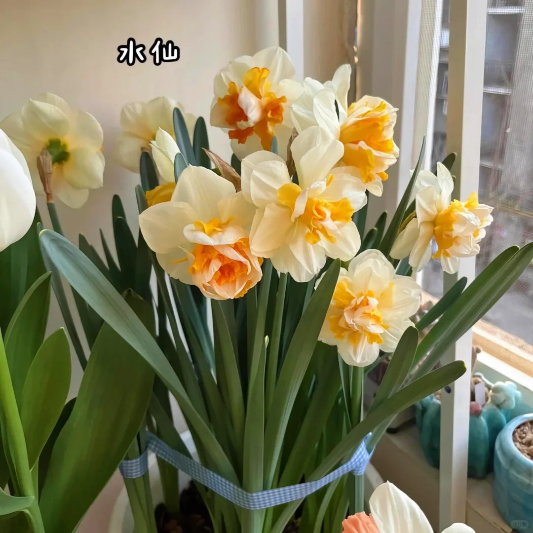 适合室内养的9种高颜值盆栽！！！