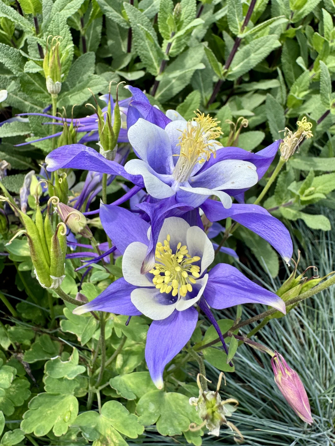 仙气飘飘的耧斗菜