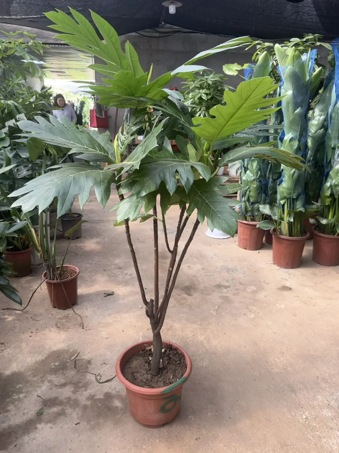 深圳绿植租赁批发，可上门设计出方案。