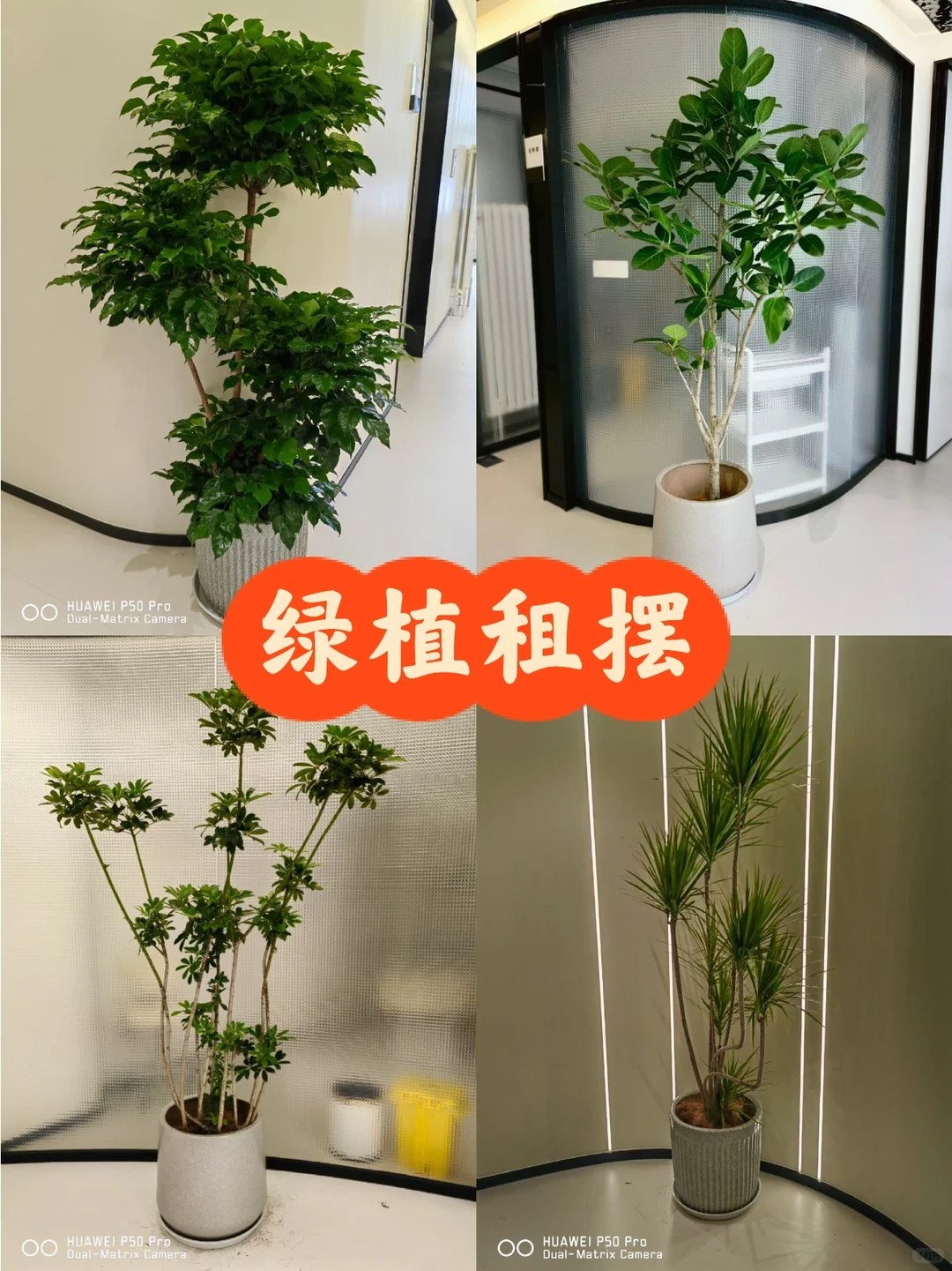 ?神仙办公区高颜值/北京绿植租摆