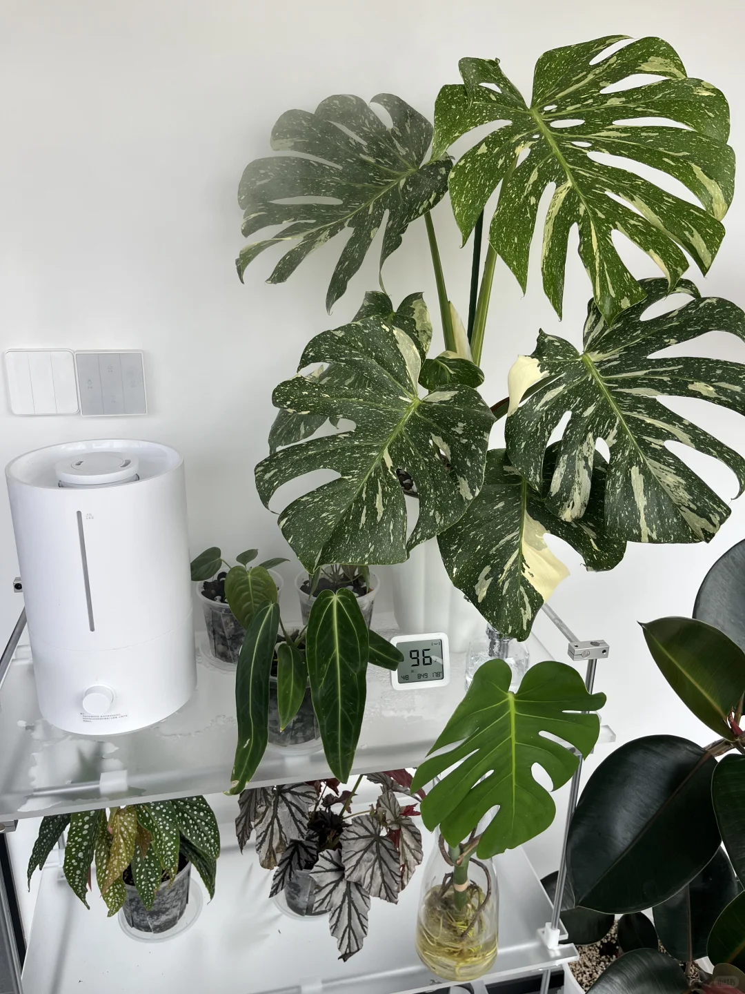 家里不能没有绿植！