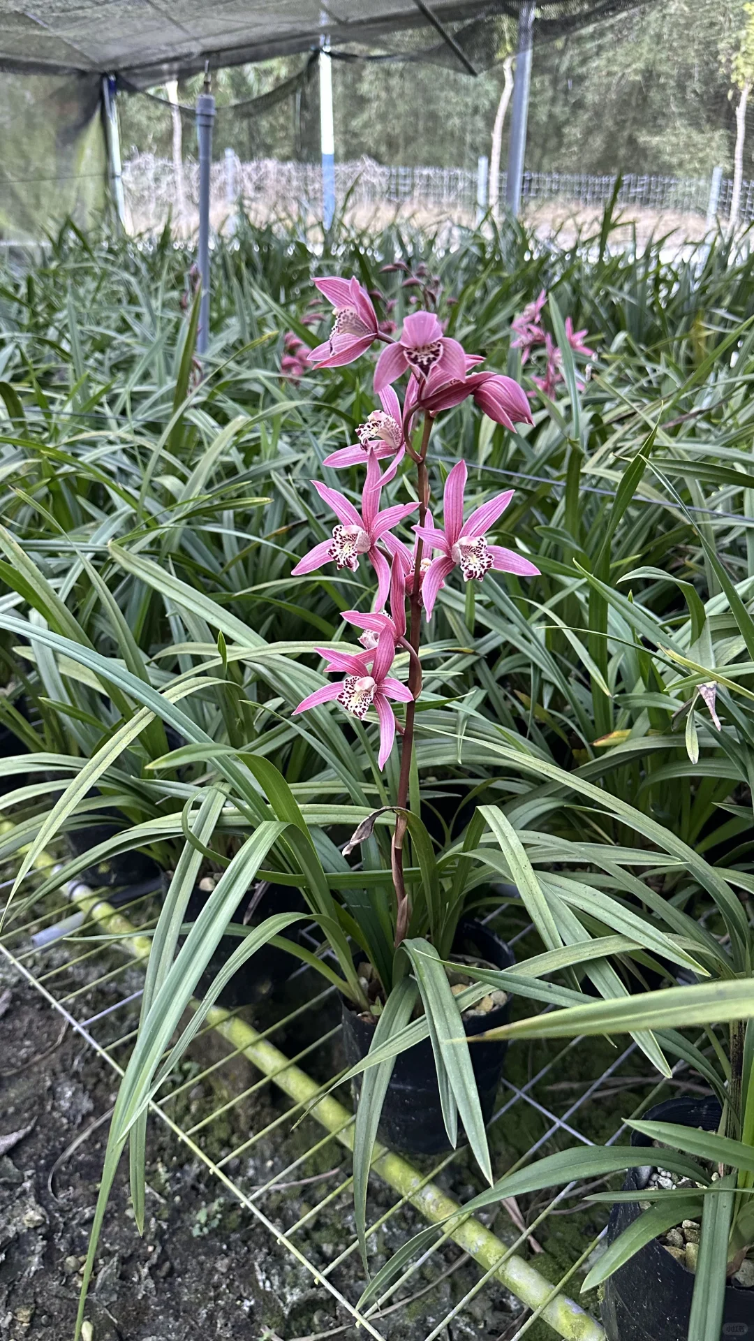 免费送花，有要的联系可邮寄