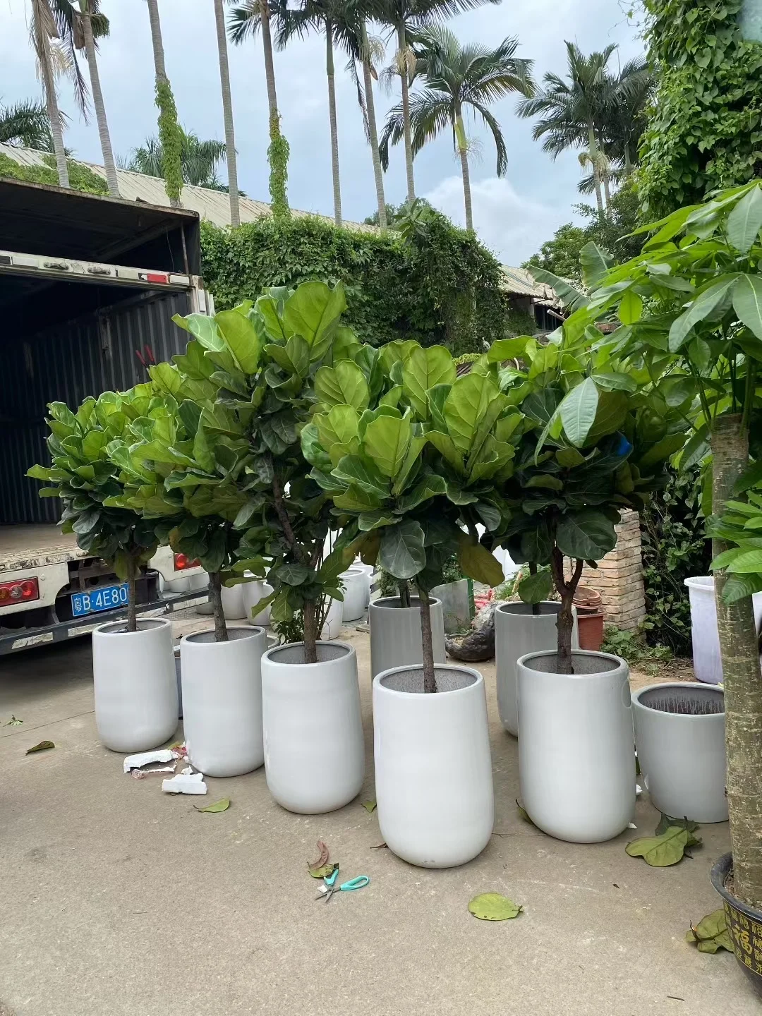 深圳绿植租赁批发同城两小时送达