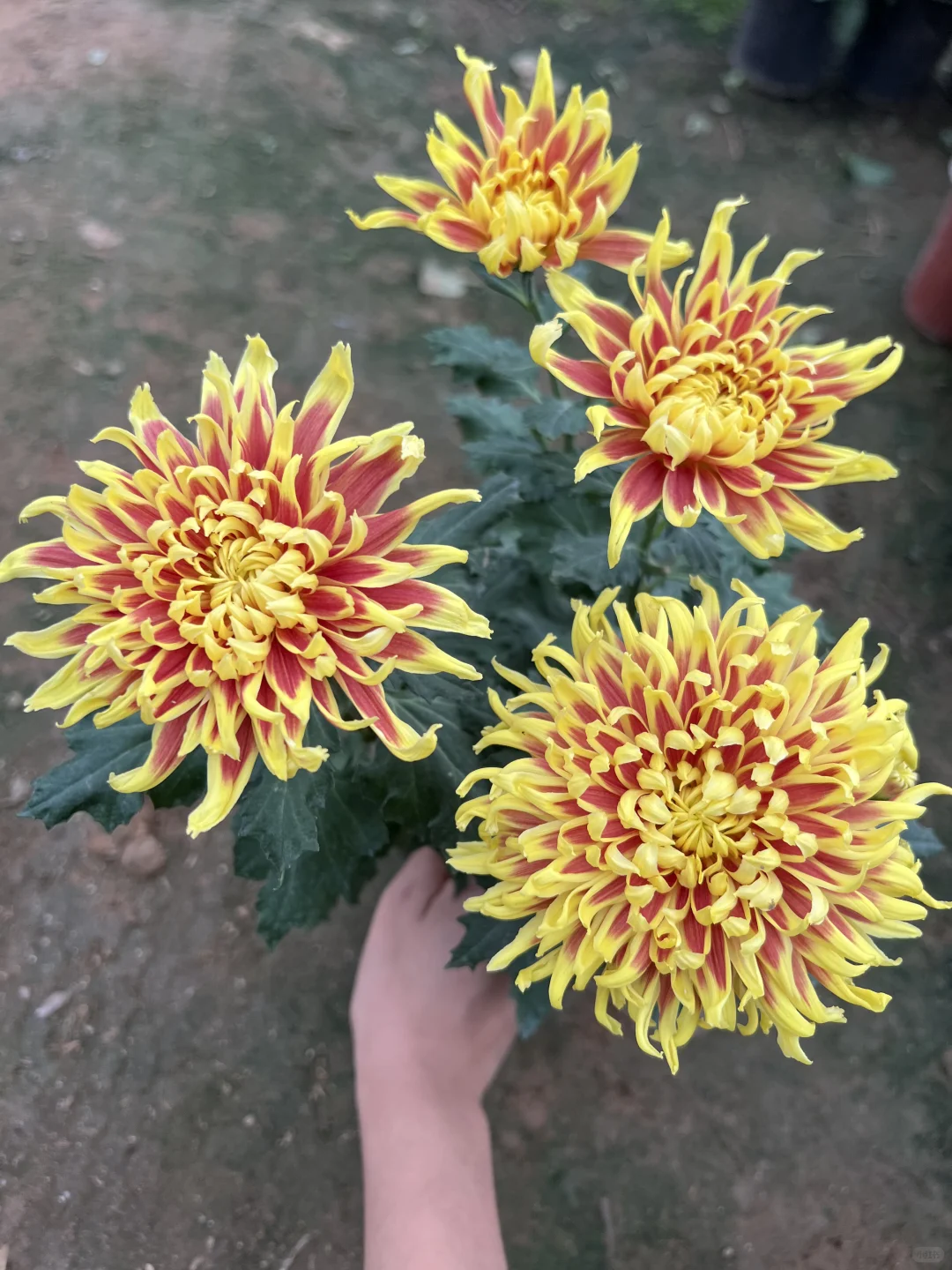 随手一拍的大菊！ 真的好美！