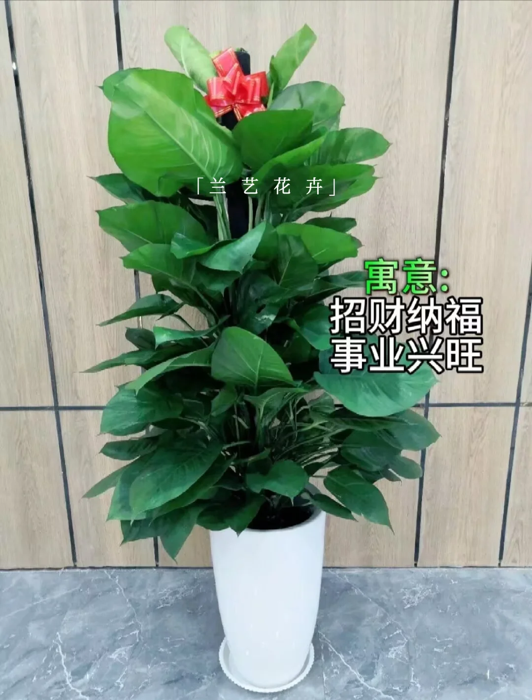 12种办公室大型绿植推荐｜寓意+养护指南