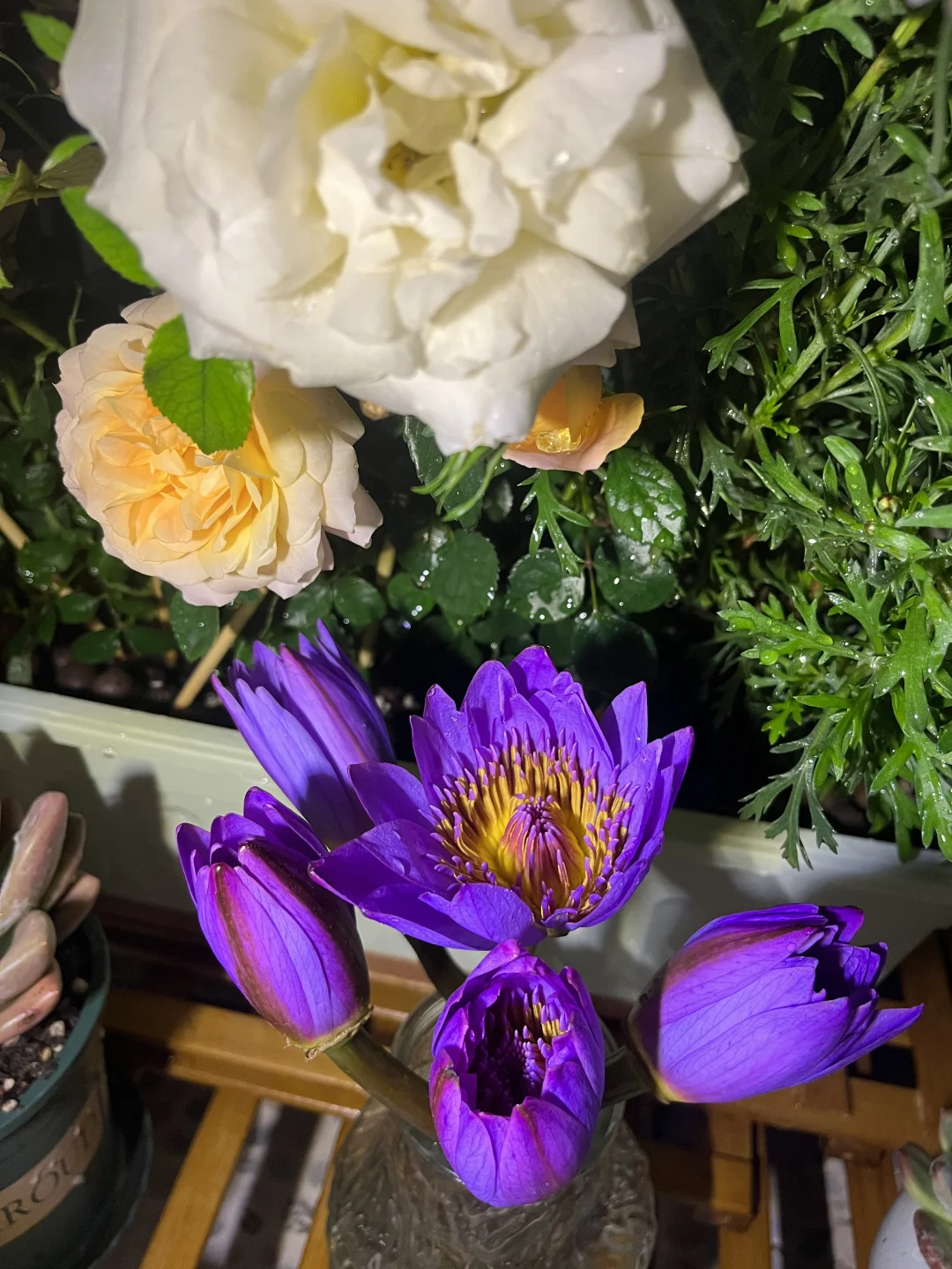 独居 | 一个人养花的治愈时光?