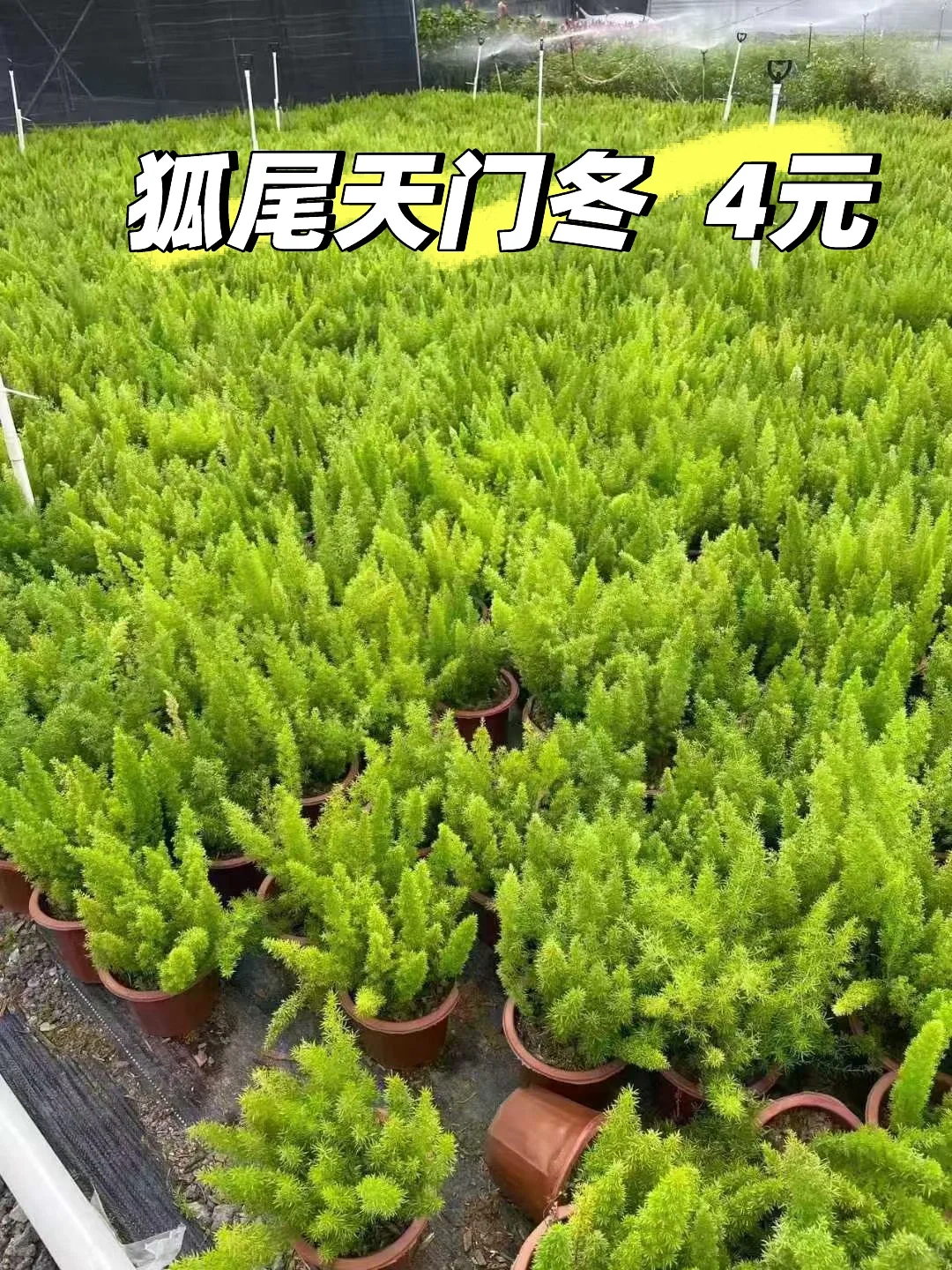 狐尾天门冬
