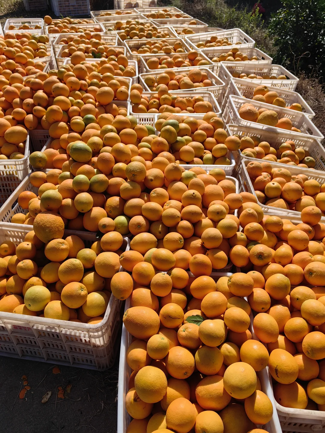 赣南脐橙大丰收，果园直供