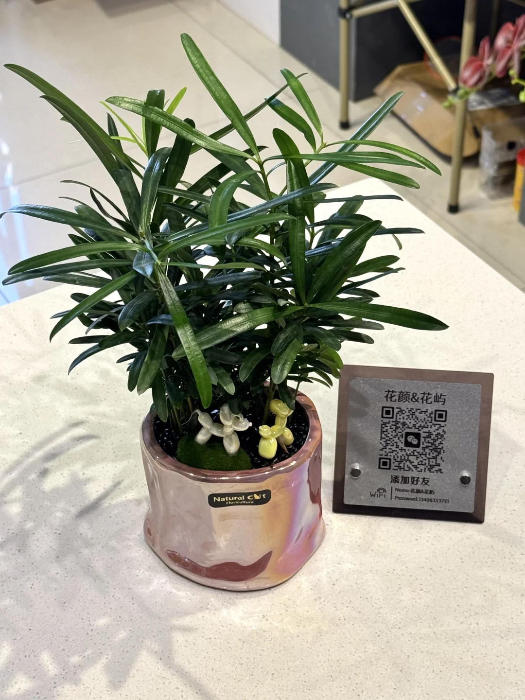 喜欢绿植的人都热爱生活吧