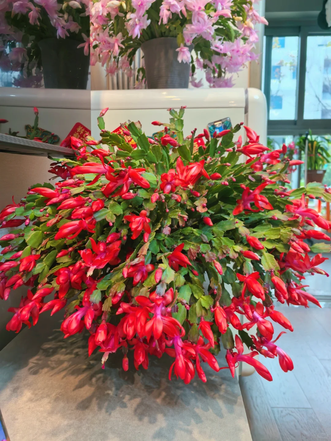 蟹爪兰的高光时刻到啦