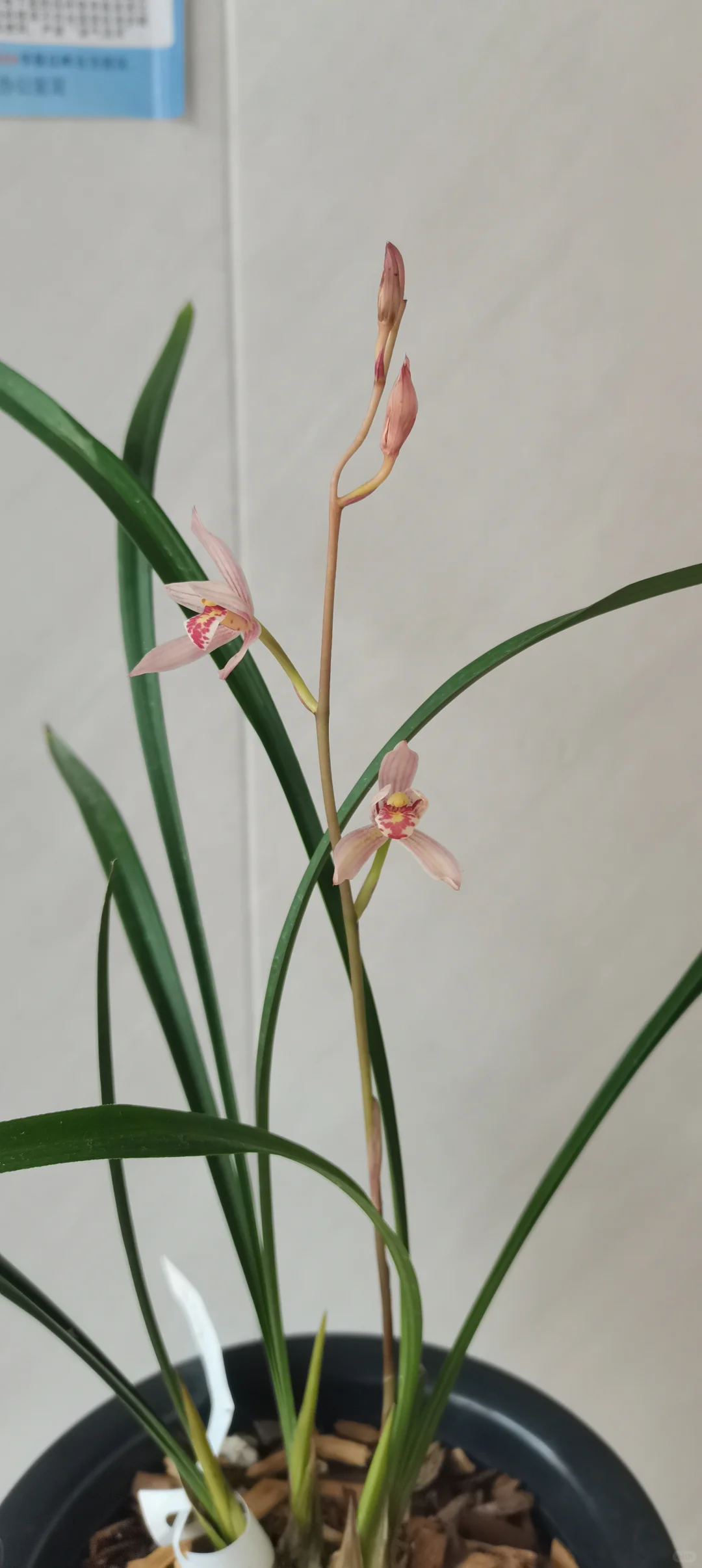 花开盛美，满屋飘香?