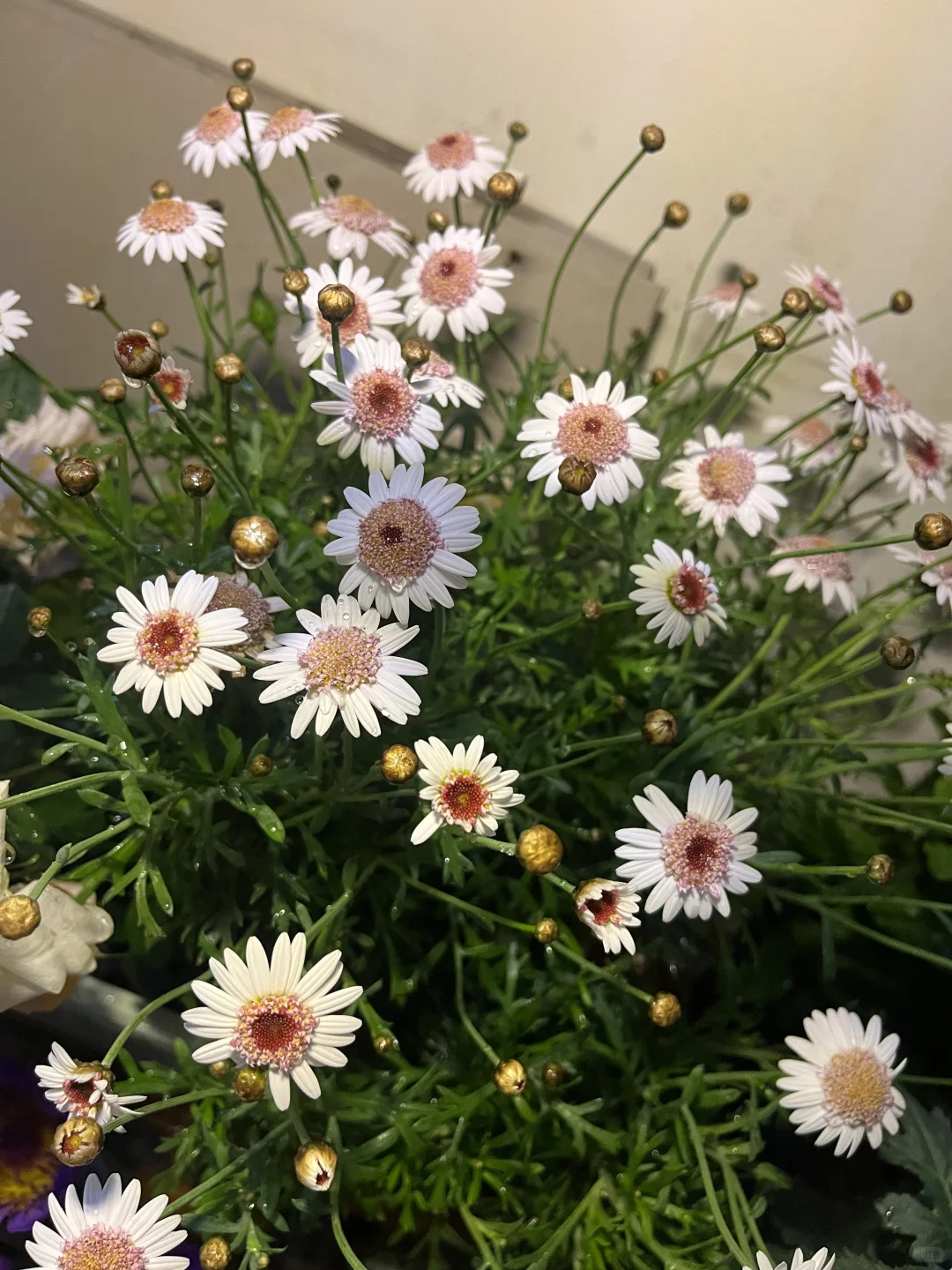 独居 | 一个人养花的治愈时光?