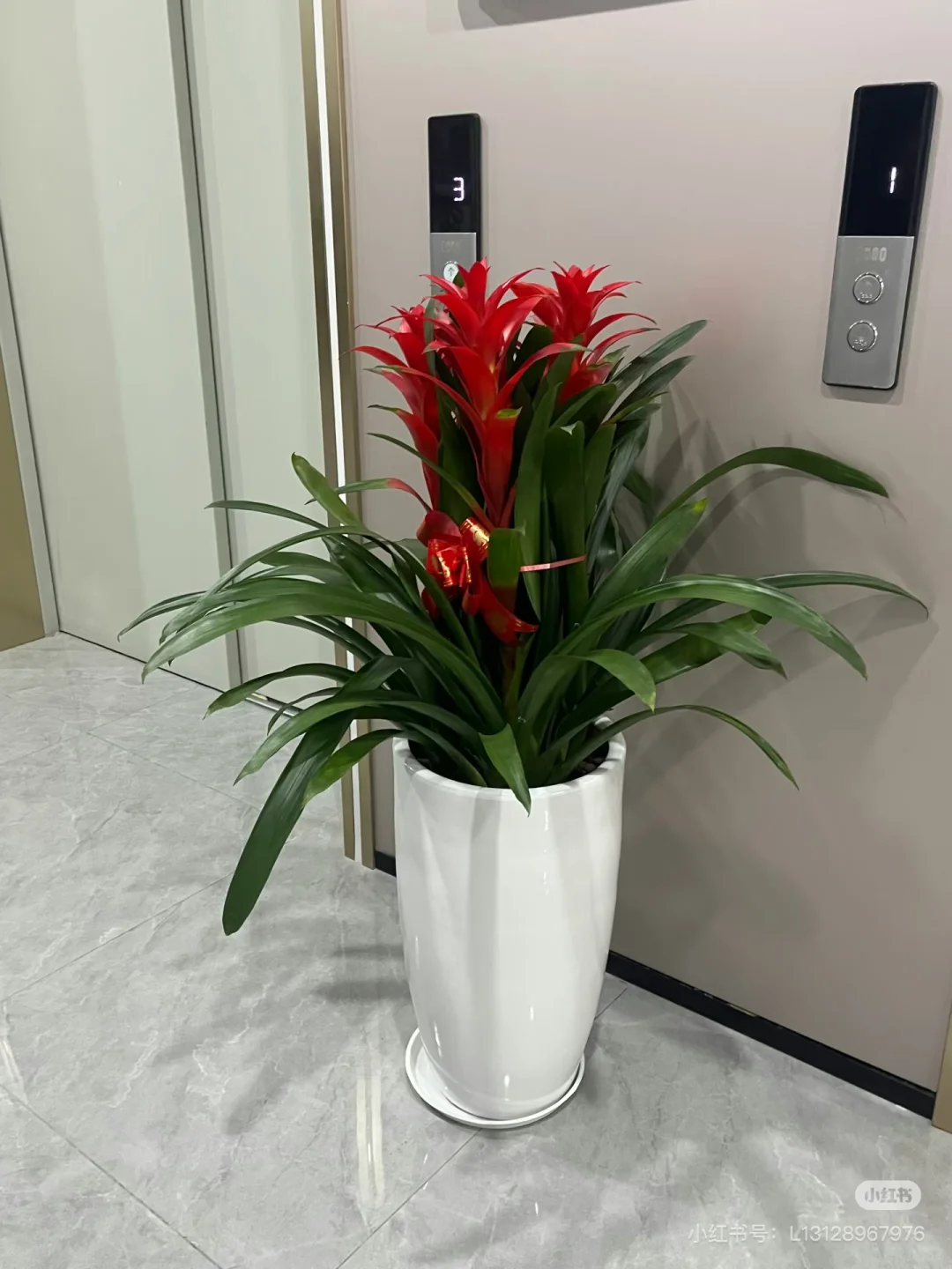 深圳绿植租赁批发，可上门设计出方案。