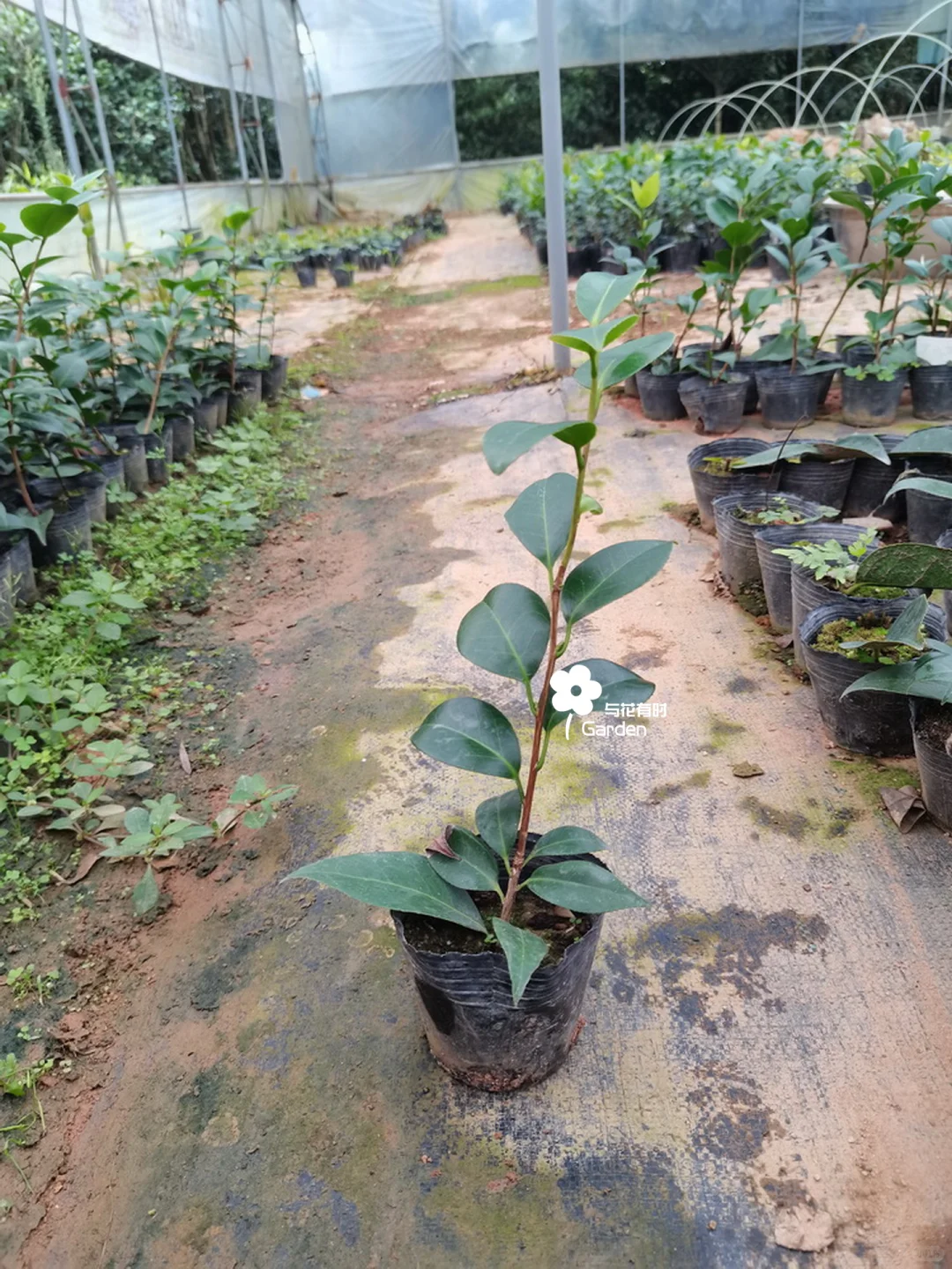 绞初岚日本山茶花苗情实拍/25.08