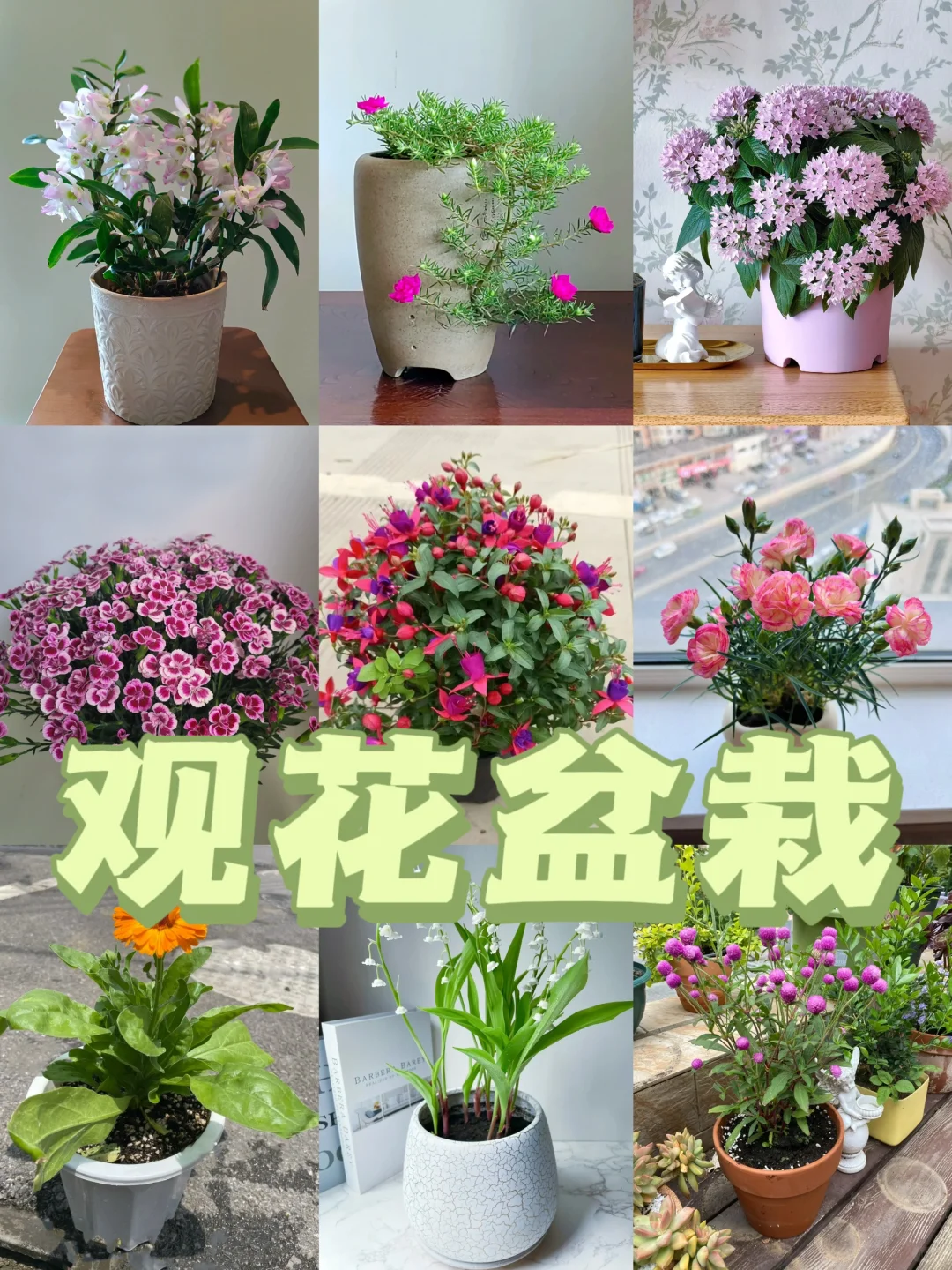 花花盆栽~观花