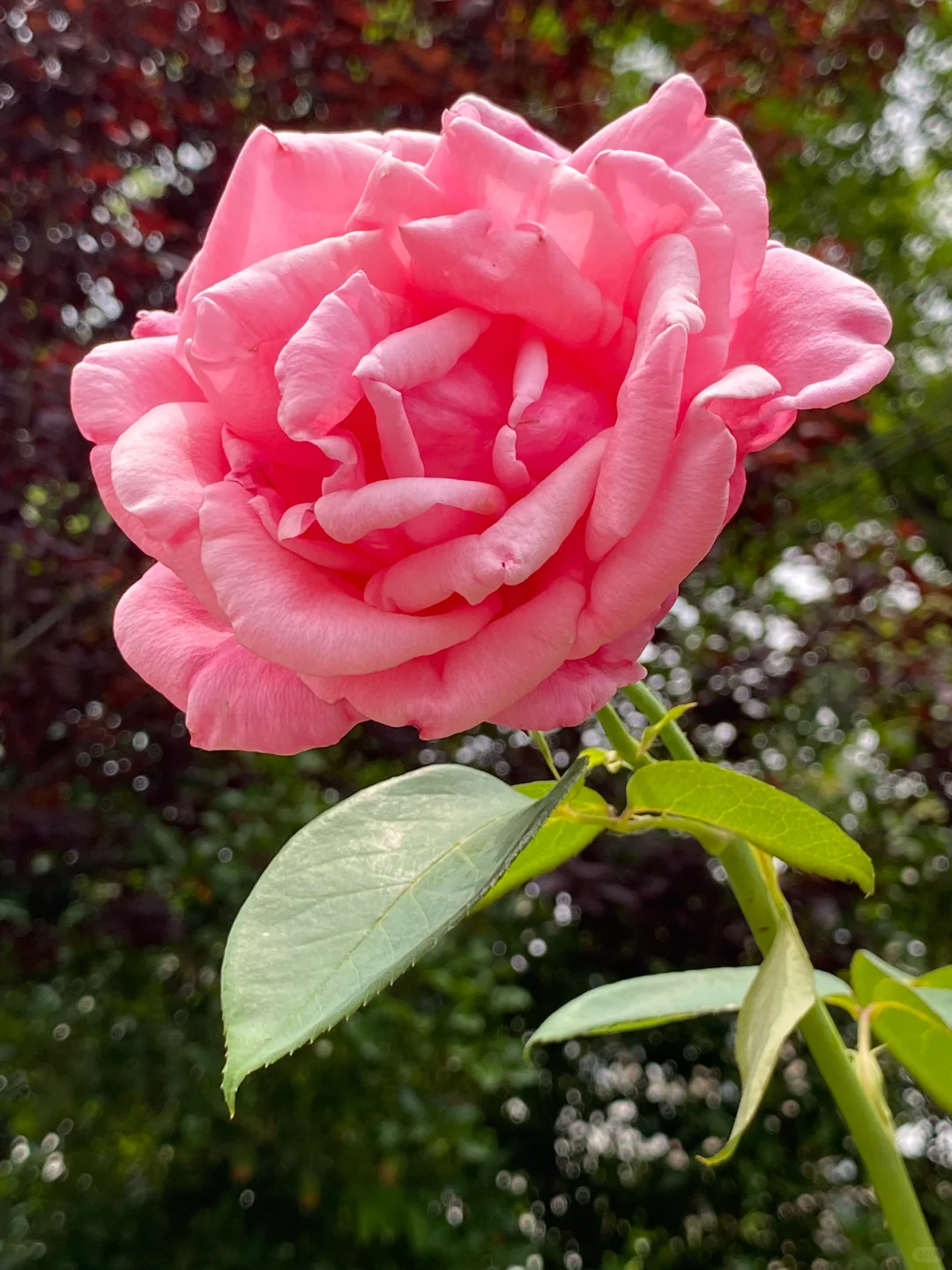 这棵月季花开出两种颜色