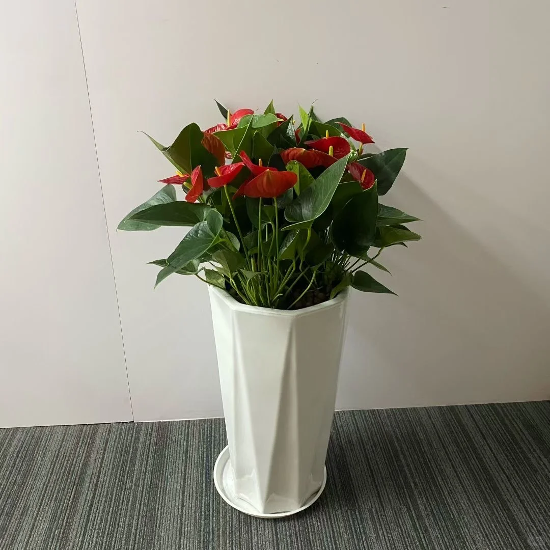 深圳绿植租赁批发同城两小时送达