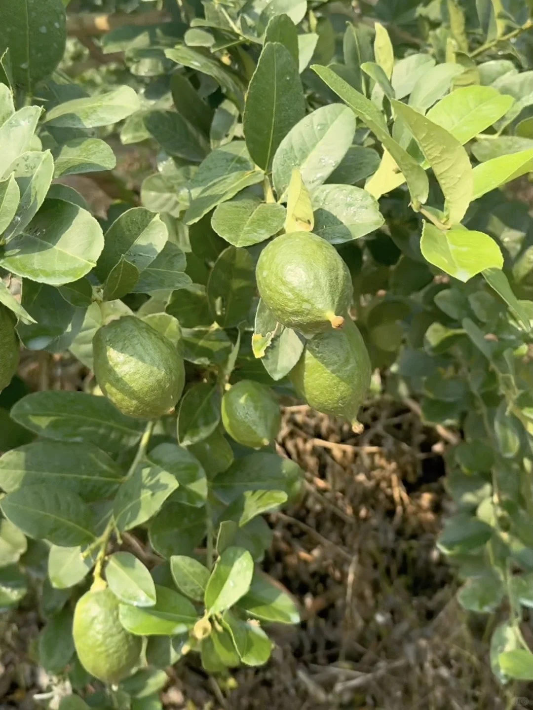 求求啦～让我们广东的香水柠檬走向全国吧……