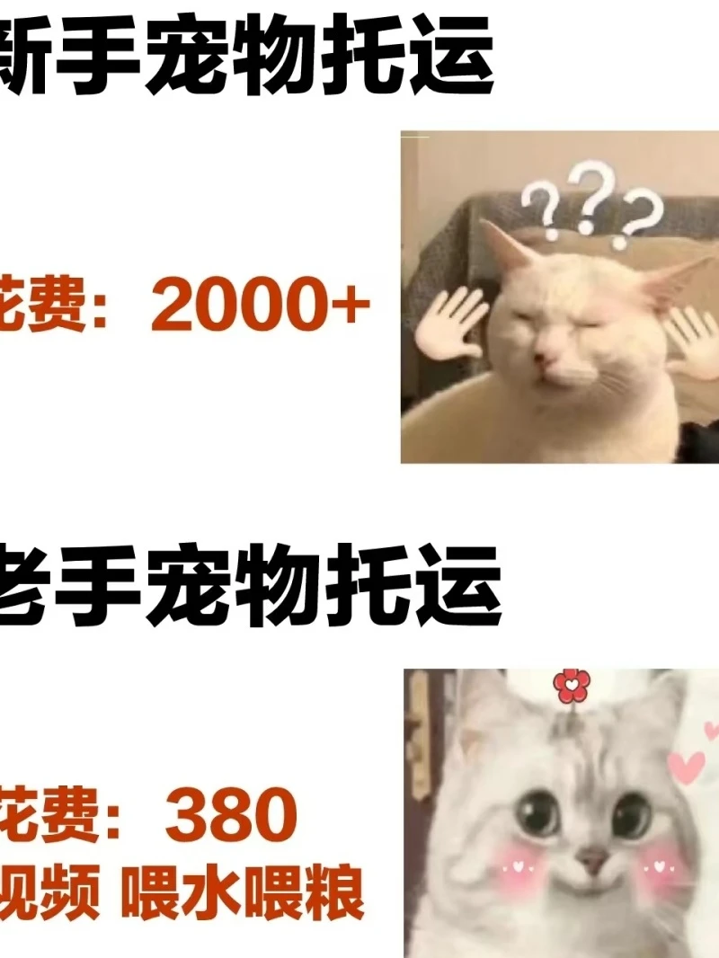 六盘水猫猫托运-宠物飞机运输