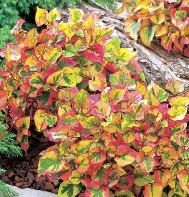 可食用性景观植物开发价值