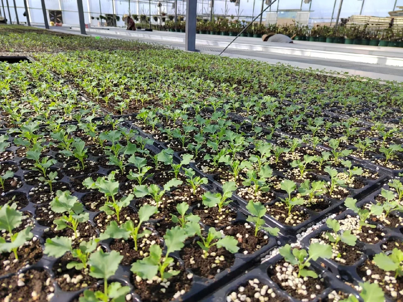 秋冬季可食用性景观植物