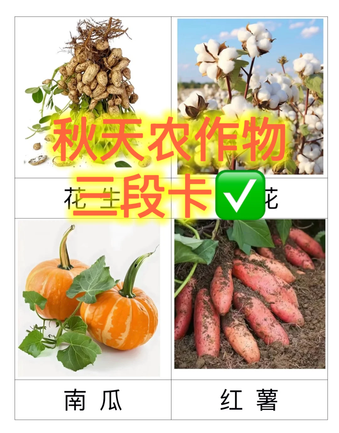 秋天农作物三段卡