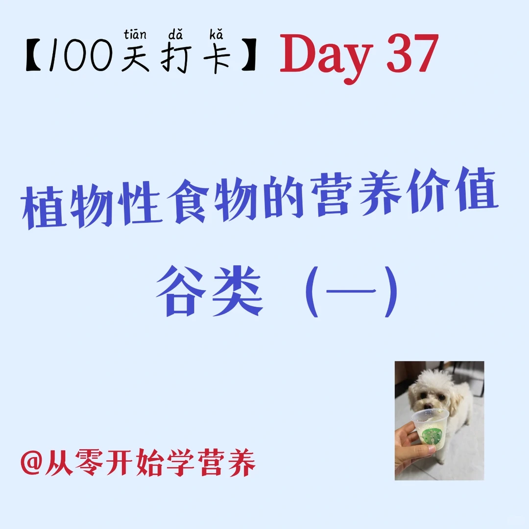 Day37 植物性食物的营养价值之谷类（一）