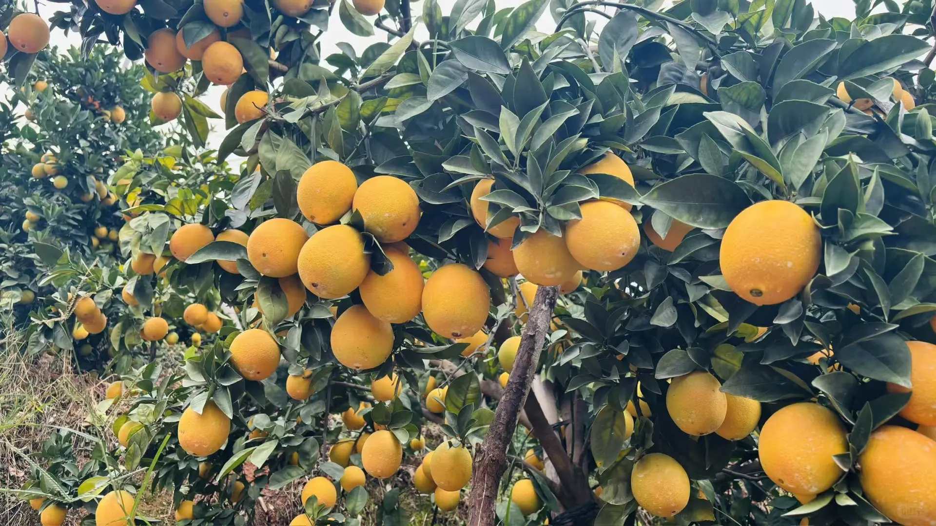 江西大学生校园助农卖赣南脐橙