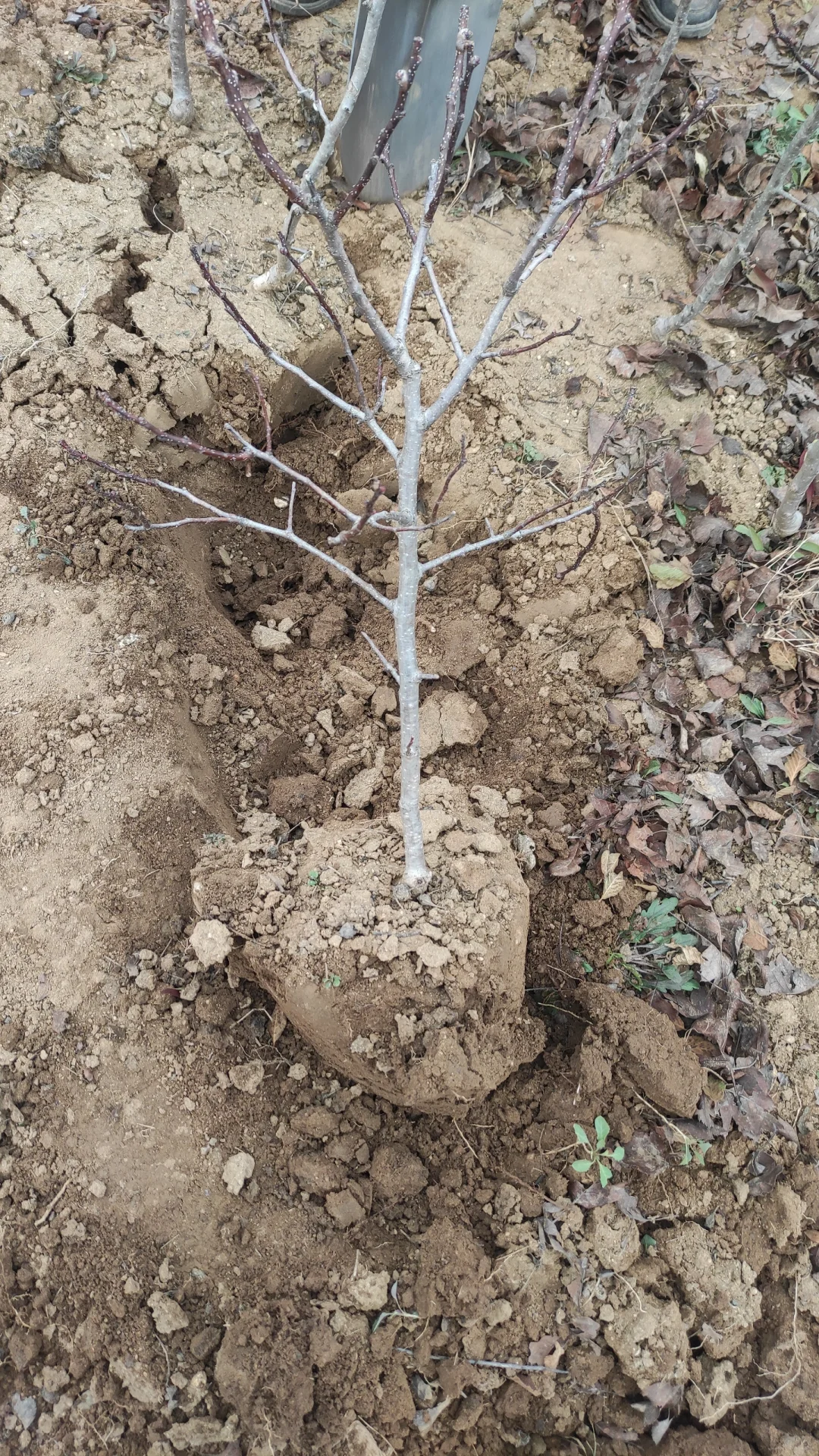 一觉醒来天塌了，山楂树卖给谁啊