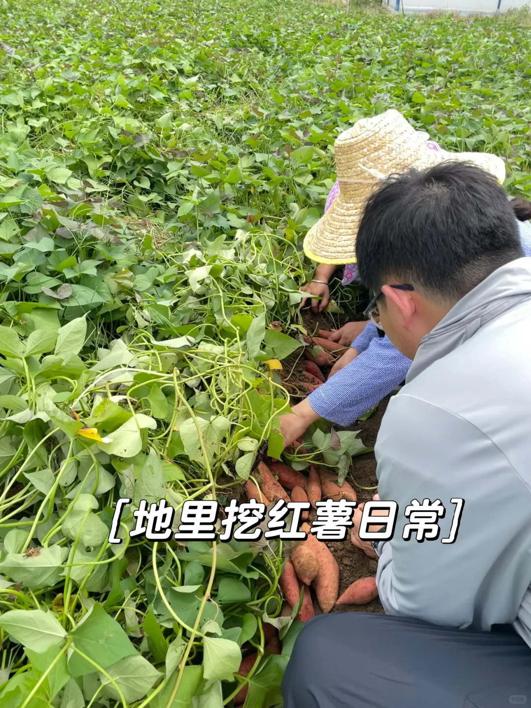 一个月帮家里卖一万斤红薯，是种什么体验⁉️